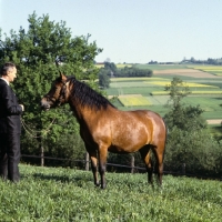 Picture of Wazka, Huzel pony in Poland 