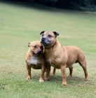 Picture of we wonder at millgarth, ch weycombe benny, two staffordshire bull terriers 