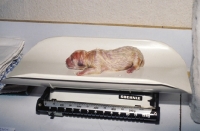 Picture of weighing a polish tatra herd dog puppy