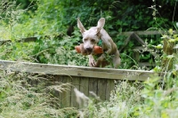 Picture of weimaraner allround talent gundog