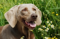 Picture of weimaraner allround talent gundog