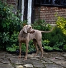 Picture of weimaraner carrying stick 