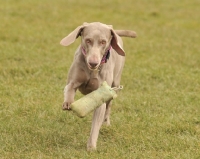 Picture of Weimaraner dog running towards camera