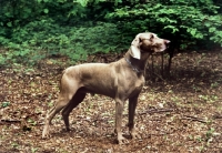 Picture of weimaraner from aquila kennels standing in woods