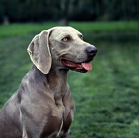 Picture of weimaraner full of anticipation