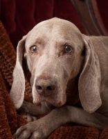 Picture of Weimaraner head study