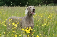 Picture of Weimaraner in flowery field