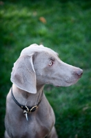 Picture of weimaraner in profile