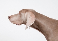 Picture of Weimaraner in studio, pointing.