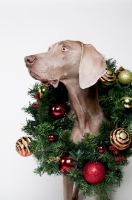 Picture of Weimaraner in studio, with Christmas wreath around his neck.