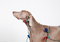 Picture of Weimaraner in studio, with Christmas lights on his body.