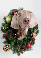 Picture of Weimaraner in studio, with Christmas wreath around his neck.