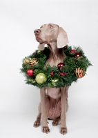 Picture of Weimaraner in studio, with Christmas wreath around his neck.