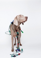 Picture of Weimaraner in studio, with Christmas lights on his body.