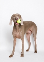 Picture of Weimaraner in studio, with tennis ball in mouth.