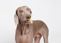 Picture of Weimaraner in studio, with tennis ball in mouth.