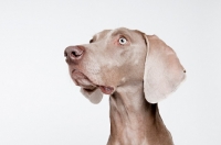 Picture of Weimaraner in studio.