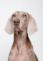 Picture of Weimaraner in studio.