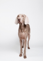 Picture of Weimaraner in studio