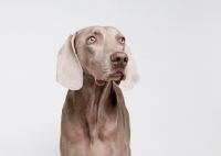 Picture of Weimaraner in studio.