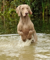 Picture of Weimaraner jumping in water