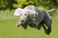 Picture of Weimaraner jumping