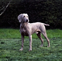 Picture of weimaraner looking aside