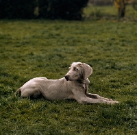 Picture of weimaraner looking back