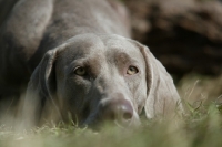 Picture of Weimaraner looking tired