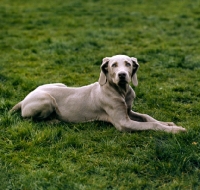 Picture of weimaraner lying down, looking at camera