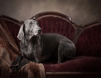 Picture of Weimaraner lying down on couch