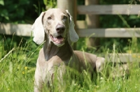 Picture of Weimaraner lying down