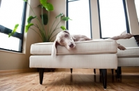 Picture of Weimaraner lying on sofa indoors.