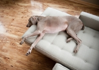 Picture of Weimaraner lying on sofa indoors.