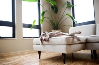 Picture of Weimaraner lying on sofa indoors.