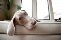 Picture of Weimaraner lying on sofa indoors.