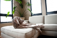 Picture of Weimaraner lying on sofa indoors.