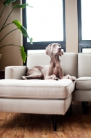 Picture of Weimaraner lying on sofa indoors.