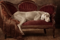 Picture of Weimaraner lying on sofa