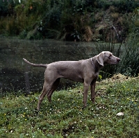 Picture of weimaraner near water