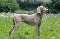 Picture of Weimaraner old German gundog, on grass