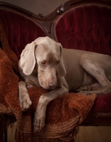 Picture of Weimaraner on sofa, looking down