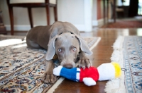 Picture of weimaraner playing with plush toy