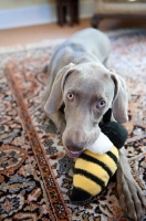 Picture of weimaraner playing with plush bee toy