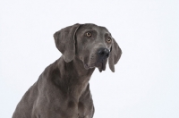 Picture of Weimaraner portrait