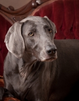 Picture of Weimaraner portrait