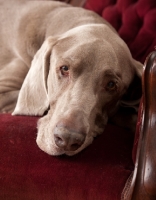 Picture of Weimaraner resting his head