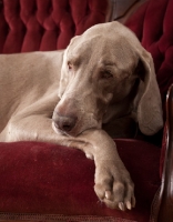 Picture of Weimaraner resting