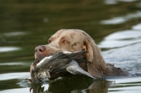 Picture of Weimaraner retrieving bird