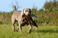 Picture of Weimaraner retrieving bird